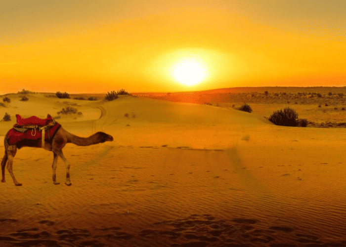 Camel Ride Through Agafay Desert